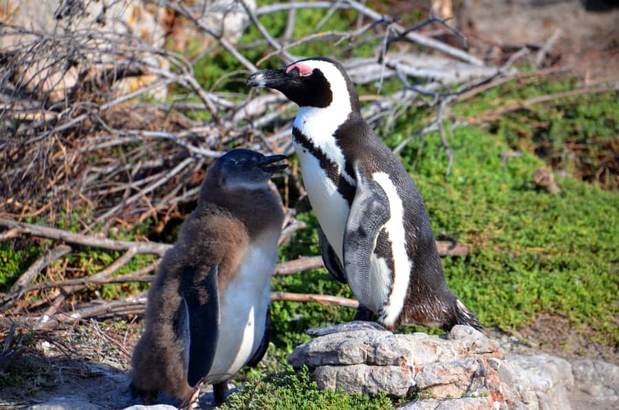 Cape Point Full-Day Tour From Cape Town - Wildlife Spotting and Real-World Expectations