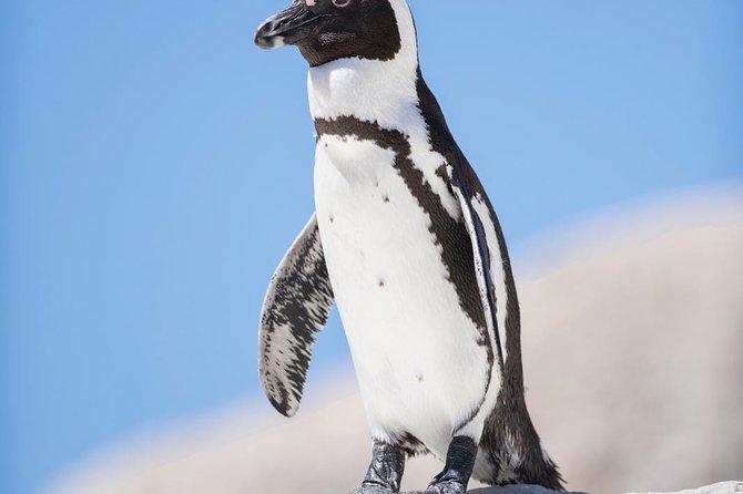 Cape Point Penguin Tour - Cape Point and Cape of Good Hope: nature reserve time for big views