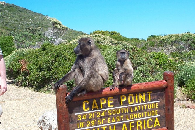 Cape Point & Penguins full day tour - Who this tour suits best, and who should think twice