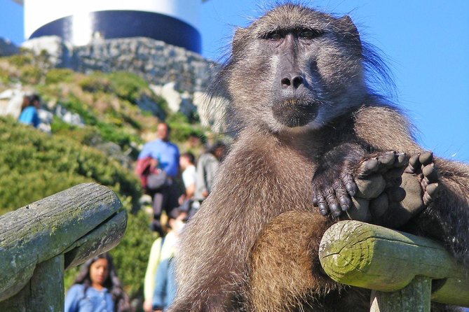 Cape Point & Penguins full day tour - False Bay coast stops: Kalk Bay and a local surf beach break
