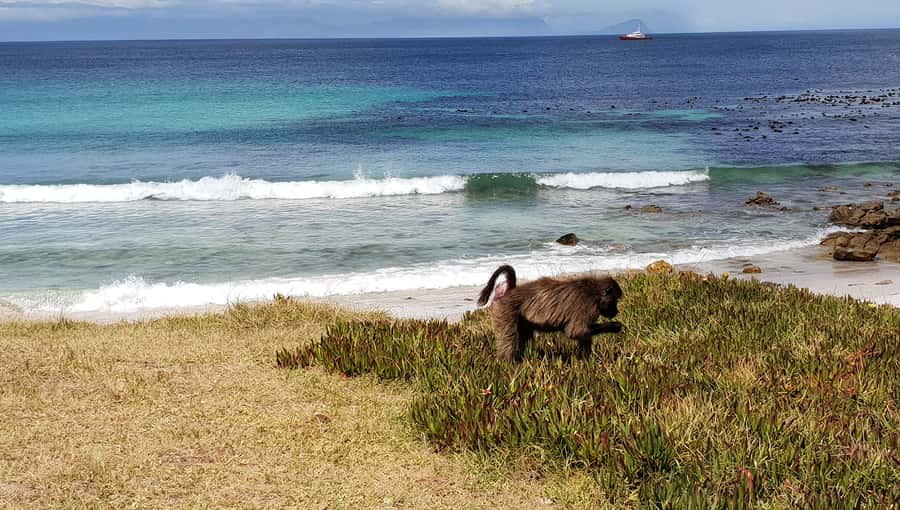 Cape Point & Penguins: Private Cape Peninsula Tour. - Key reasons to book this Cape Peninsula day
