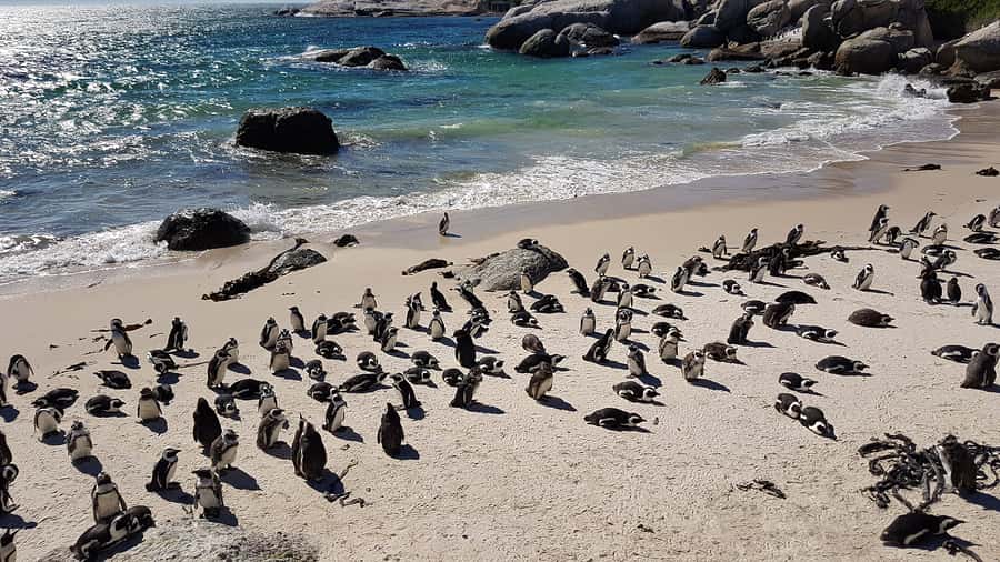 Cape Point & Penguins: Private Cape Peninsula Tour. - False Bay coastal driving: St James, Kalk Bay, Fish Hoek, Glencairn