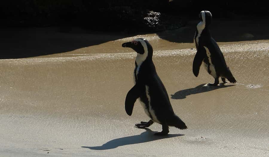 Cape Point & Penguins: Private Cape Peninsula Tour. - Pickup and the private-vehicle advantage in Cape Town traffic