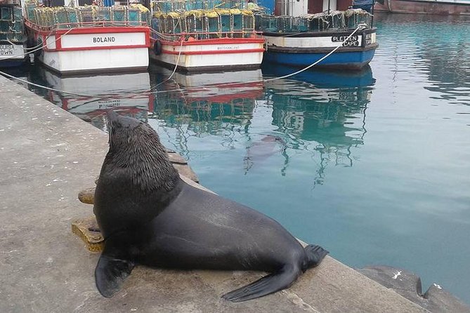 Cape Point Peninsula Tour (Cape To Grape Wine Tours) - Hout Bay harbour, fish factory stop, and the Camps Bay beach hour