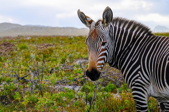 Cape Point Private Nature Tour & Hike - Cape of Good Hope hike: fynbos, wildlife, and the slower kind of thrill