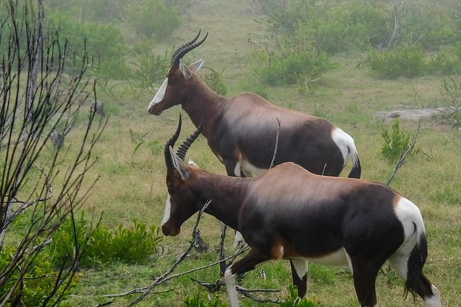 Cape Point Private Nature Tour & Hike - Price and logistics: what the $111.73 covers and what it does not