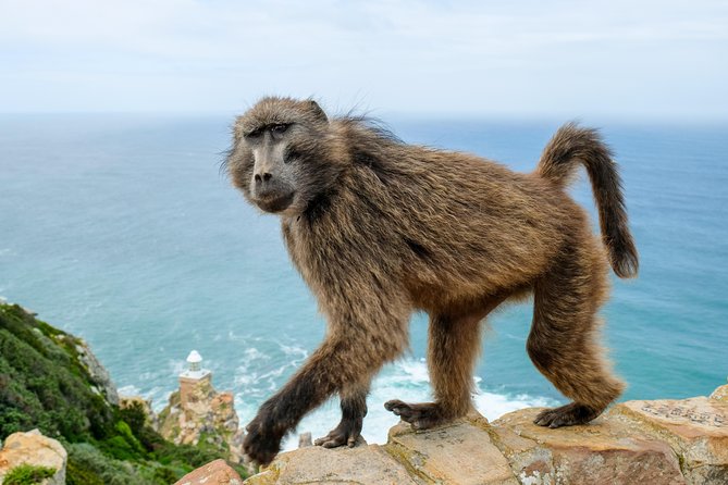 Cape Point Private Nature Tour & Hike - What makes the guide approach worth it