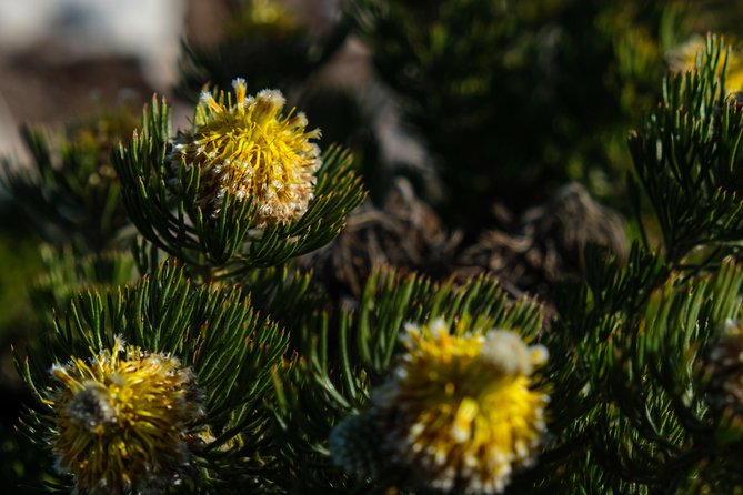 Cape Point Private Nature Tour & Hike - Who this Cape Point nature day suits best