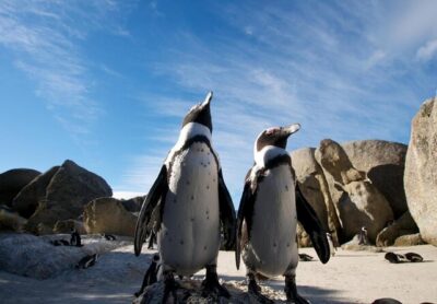 Cape Point Tour