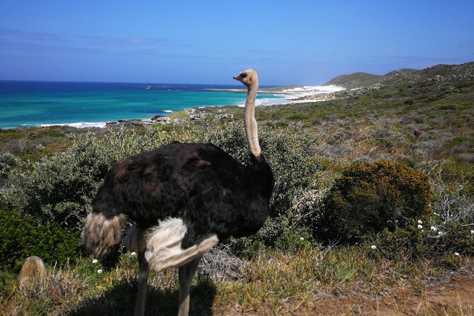 Cape Point Xplorer - Noordhoek Farm Village: a short market stop that breaks up the driving