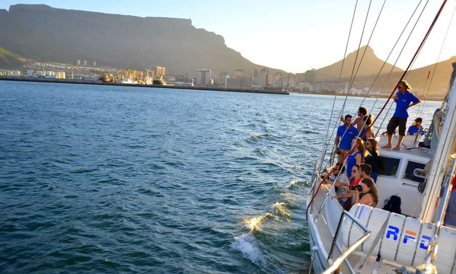 Cape Town: 1-Hour Pre-Sunset Champagne Cruise - Wildlife Spotting: What You Can See, and How to Improve Your Odds