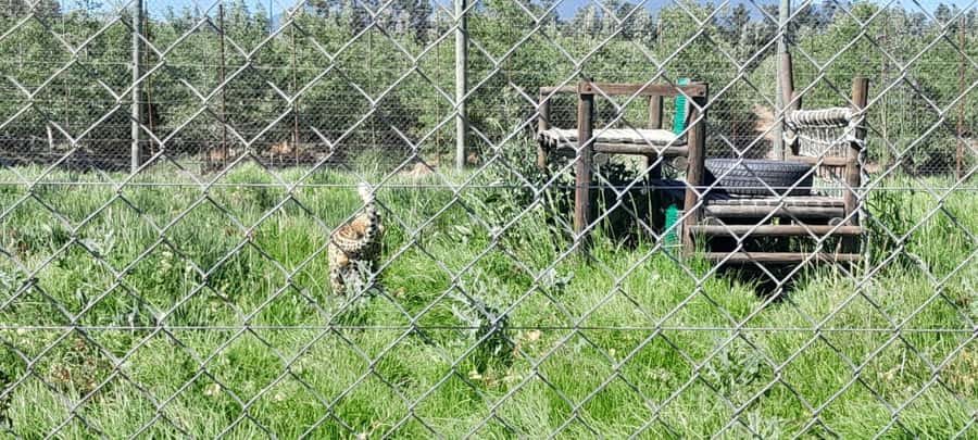Cape Town: 15 Wine Tasting & Wildlife Small Group Tour - Devon Valley and House of J.C. Le Roux sparkling tasting