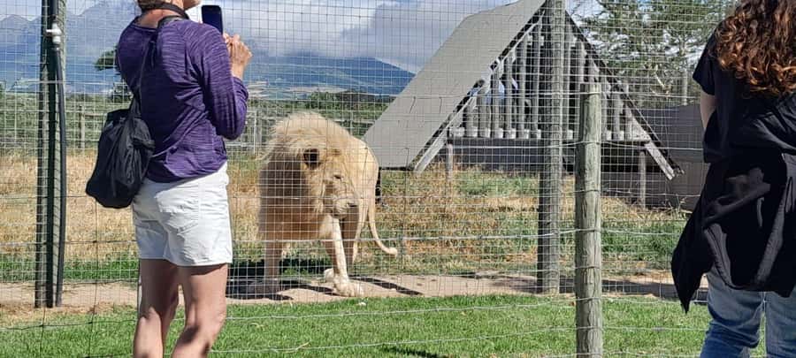 Cape Town: 15 Wine Tasting & Wildlife Small Group Tour - Groot Drakenstein pass-by scenery: mountain-backed vineyards