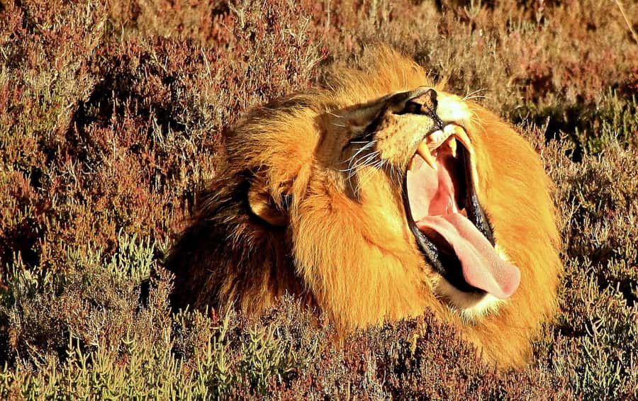 Cape Town: 2-Day Wildlife Tour with Safaris and Luxury Stay - From Cape Town to Botlierskop: the morning run you should plan for