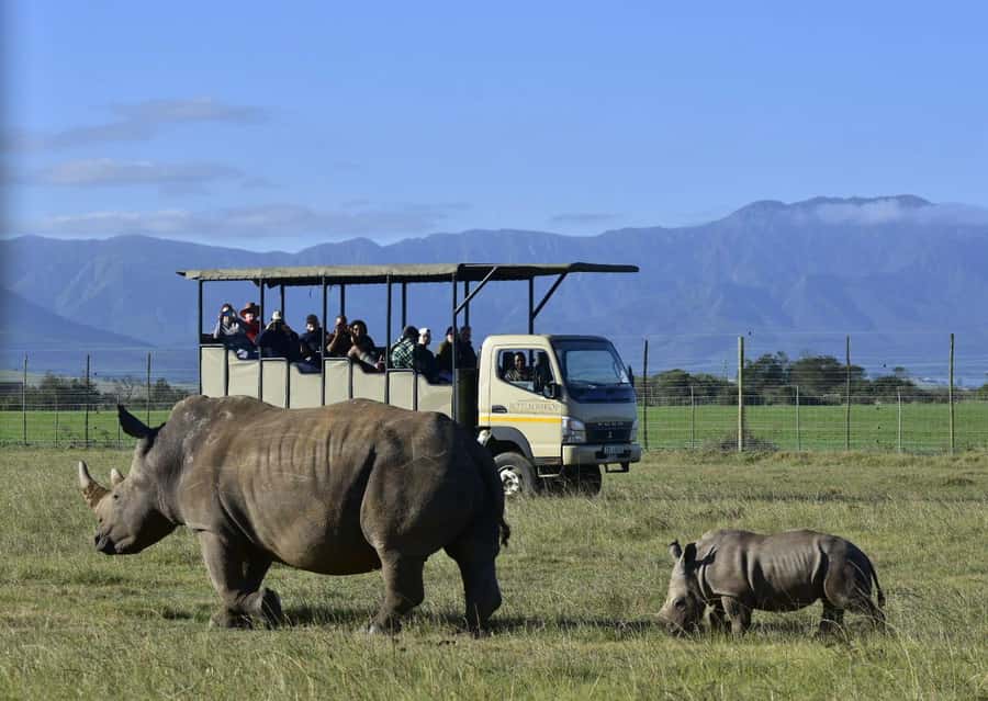 Cape Town: 2-Day Wildlife Tour with Safaris and Luxury Stay - The optional elephant observation in the Cango Valley (extra cost)
