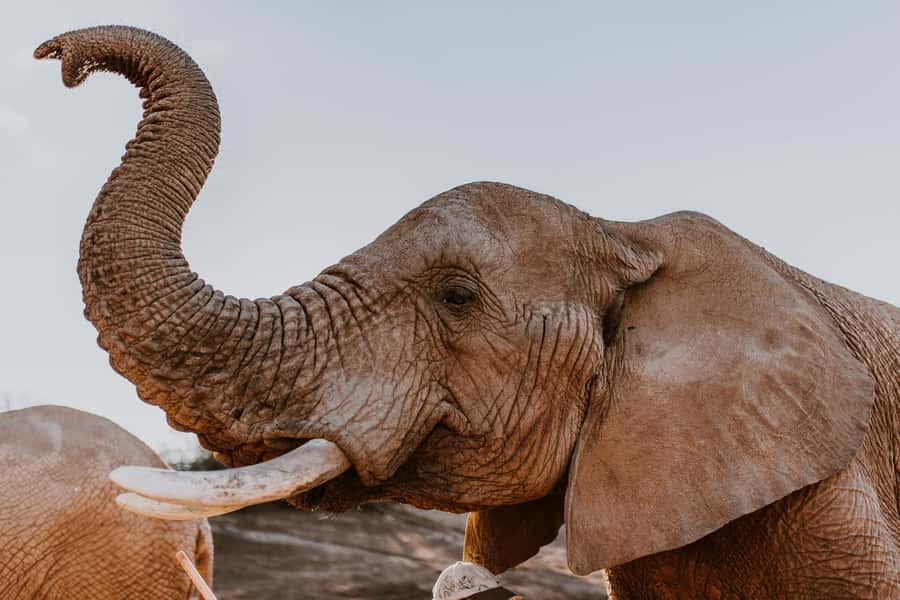 Cape Town: 2-Day Wildlife Tour with Safaris and Luxury Stay - Botlierskop private reserve, open-top 4x4, and Big Five expectations
