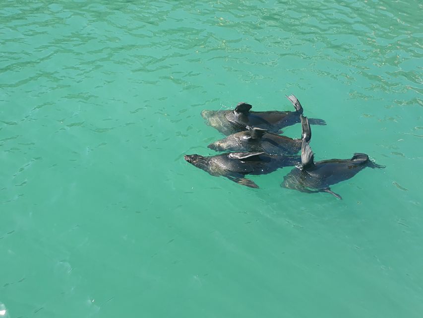 Cape Town: 30 Minute Harbour Boat Cruise with Seal Watching - V&A Waterfront by boat: what you really see in 30 minutes