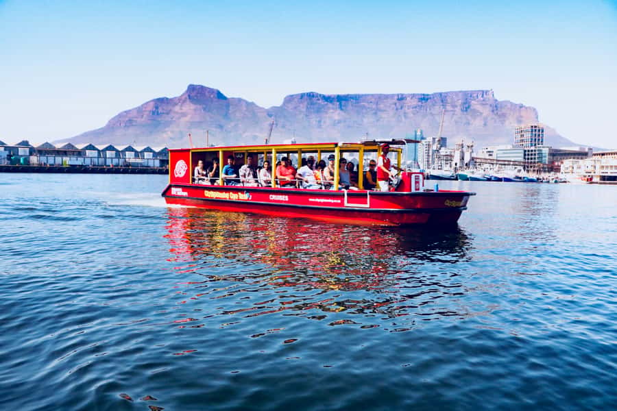 Cape Town: 30 Minute Seal-Watching Harbour Cruise - Cape Fur Seals: The Main Event