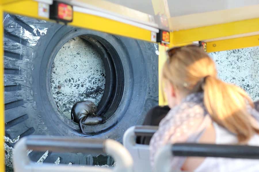 Cape Town: 30 Minute Seal-Watching Harbour Cruise - Free Wi-Fi Onboard: Small, Useful, and Not Overhyped