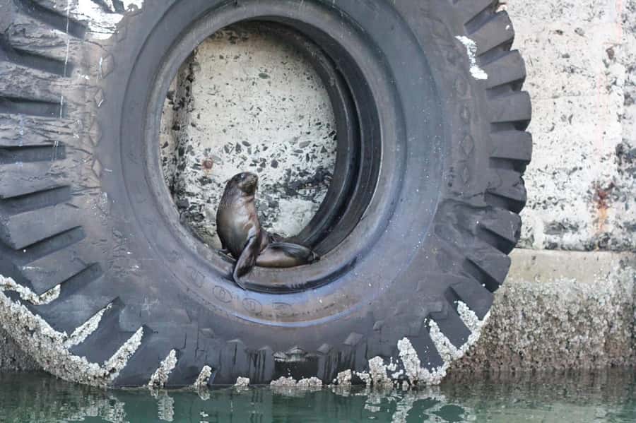 Cape Town: 30 Minute Seal-Watching Harbour Cruise - How the Timing Works for a Busy Day
