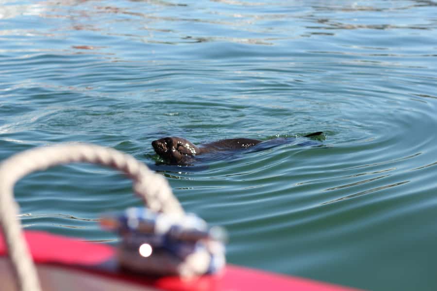 Cape Town: 30 Minute Seal-Watching Harbour Cruise - Getting Onboard Near the Two Oceans Aquarium