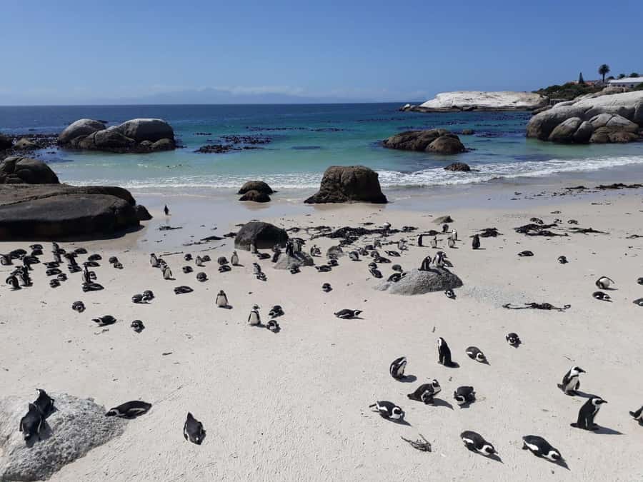 Cape Town: 9-hour Cape Point Private Guided Cycling Tour - Key highlights you should plan for