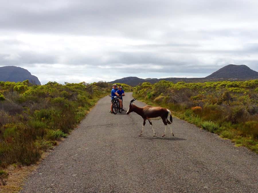 Cape Town: 9-hour Cape Point Private Guided Cycling Tour - The return route: Chapman’s Peak, Hout Bay, and Llandudno