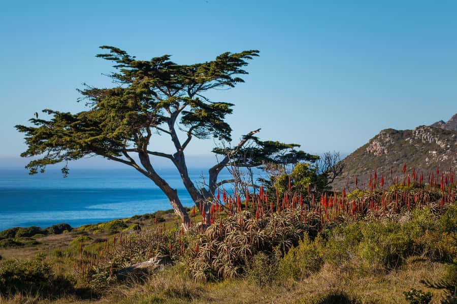 Cape Town: 9-hour Cape Point Private Guided Cycling Tour - Who this tour suits best (and who should skip it)