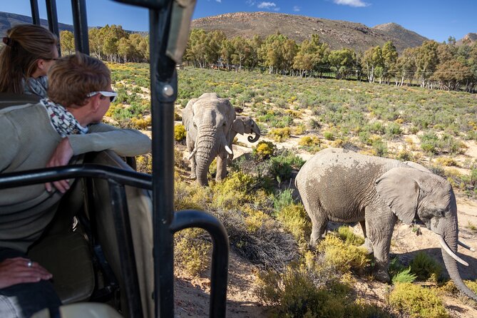 Cape Town Aquila Afternoon Safari with transport and lunch - Key highlights worth planning around