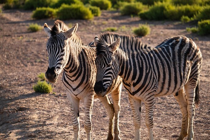Cape Town Aquila Afternoon Safari with transport and lunch - What you can realistically hope to see: Big Five to smaller stars