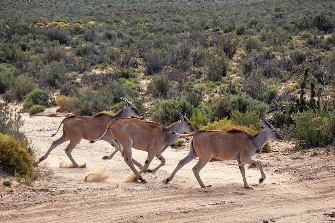 Cape Town Aquila Afternoon Safari with transport and lunch - Facilities after the drive: squeezing comfort into your afternoon