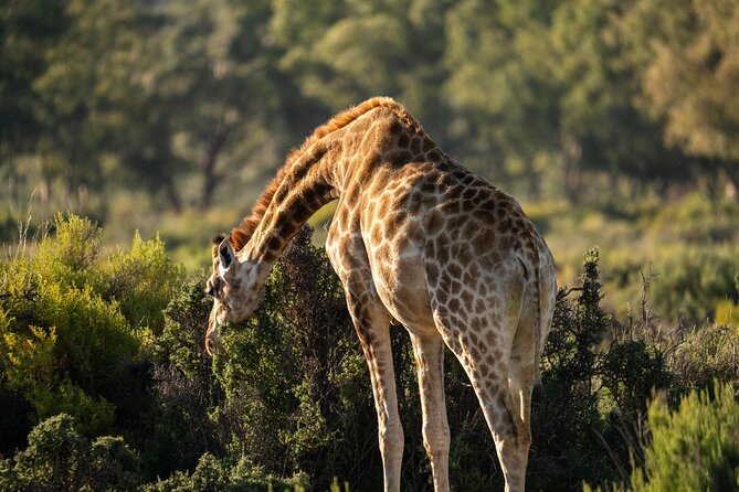 Cape Town Aquila Afternoon Safari with transport and lunch - Air-conditioned transport and group size: the practical side of value