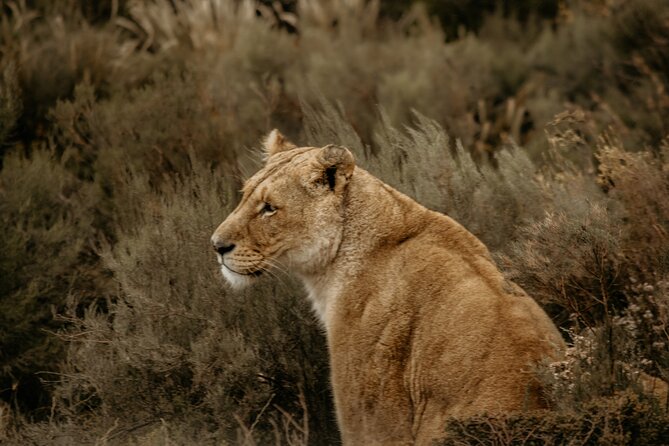Cape Town Aquila Afternoon Safari with transport and lunch - Price, duration, and who this afternoon safari suits best