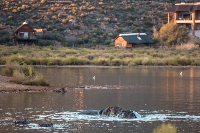 Cape Town Aquila Afternoon Safari with transport and lunch - Lunch first, then the safari: how that improves your odds