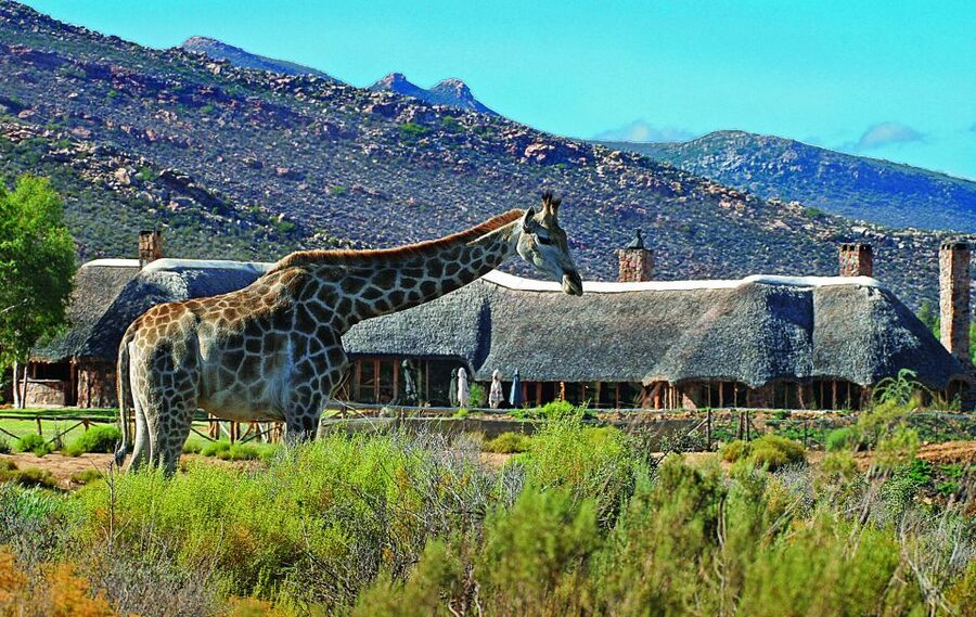 Cape Town: Aquila Game Reserve Day Entrance & Game Drive - Breakfast buffet before the game drive: fuel for real wildlife watching