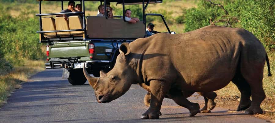 Cape Town: Aquila Game Reserve SAFARI +Lunch Buffet +Pickup - Key things that make this safari work