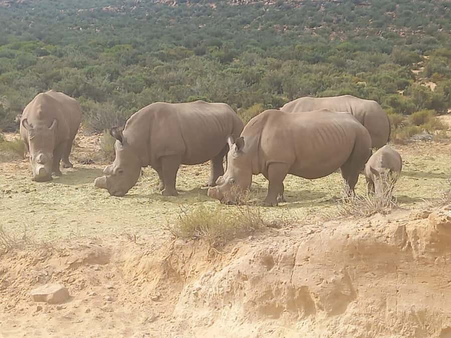 Cape Town: Aquila Game Reserve Sunset Game Drive - Key moments that make this safari day work