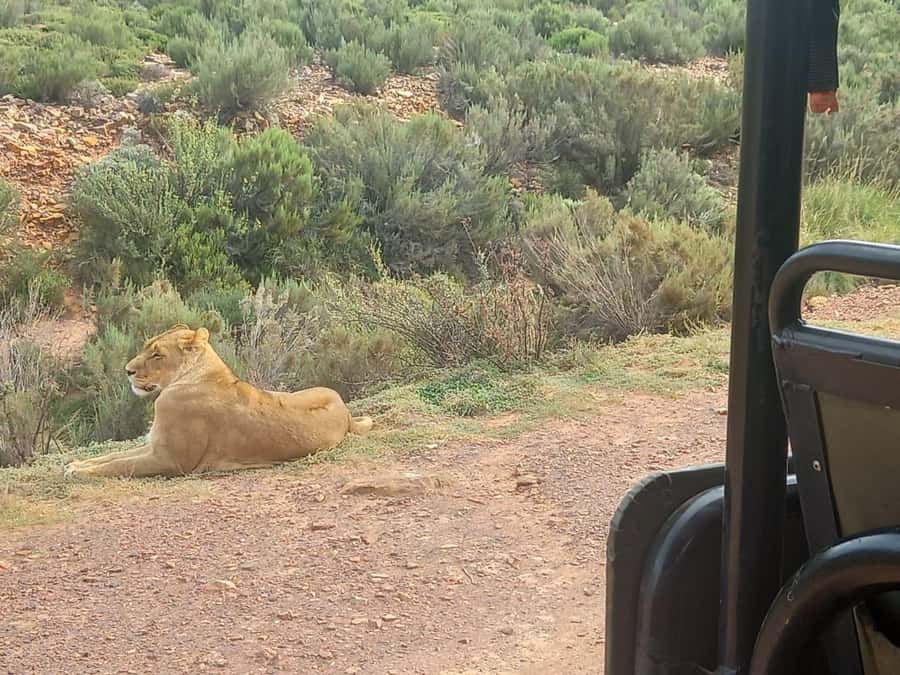 Cape Town: Aquila Game Reserve Sunset Game Drive - Cape Winelands wine tasting stop: short, but it changes the pacing