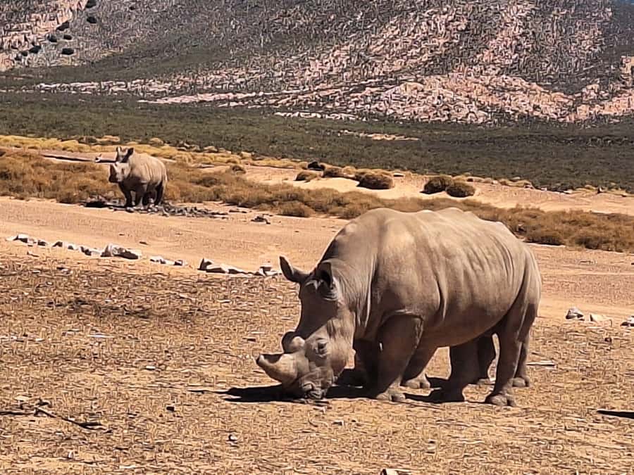 Cape Town: Aquila Game Reserve & V&A Waterfront Tour w/Lunch - Key things to know before you go
