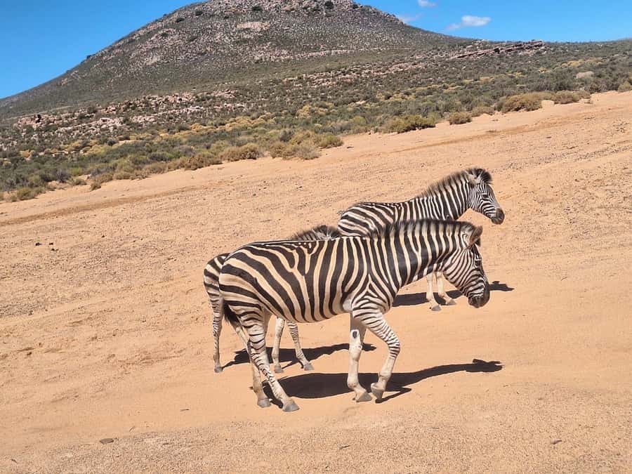 Cape Town: Aquila Game Reserve & V&A Waterfront Tour w/Lunch - Aquila Game Reserve from Cape Town, what this day trip really buys you