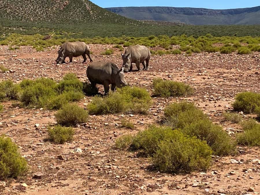 Cape Town: Aquila Game Reserve & V&A Waterfront Tour w/Lunch - On safari in an open-air 4 x 4: Big 5 focus, wetland birds, and what the guide helps you spot