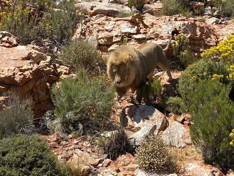 Cape Town: Aquila Game Reserve & V&A Waterfront Tour w/Lunch - The V&A Waterfront stop: a city reward that makes the day feel complete