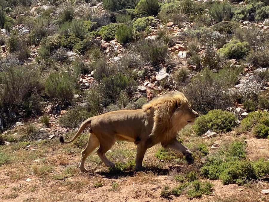 Cape Town: Aquila Game Reserve & V&A Waterfront Tour w/Lunch - Who this tour suits best (and who might want to consider something else)