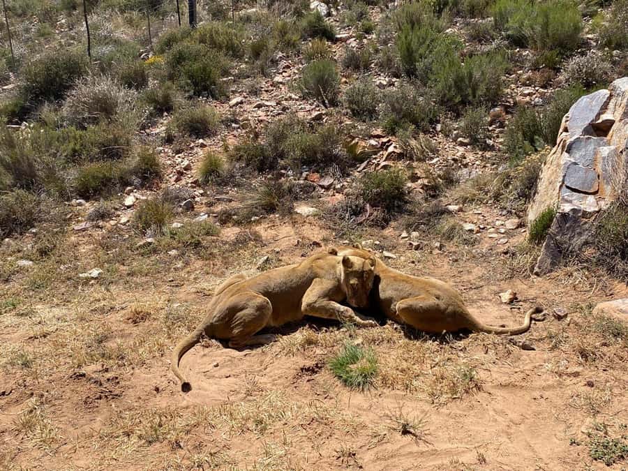 Cape Town: Aquila Game Reserve & V&A Waterfront Tour w/Lunch - Tips to make your game drive and long day work smoothly