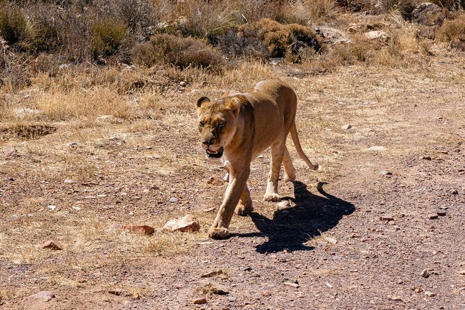 Cape Town Aquila Private Game Reserve Big Five Safari Adventure - Key things that make this Aquila Big Five day trip work