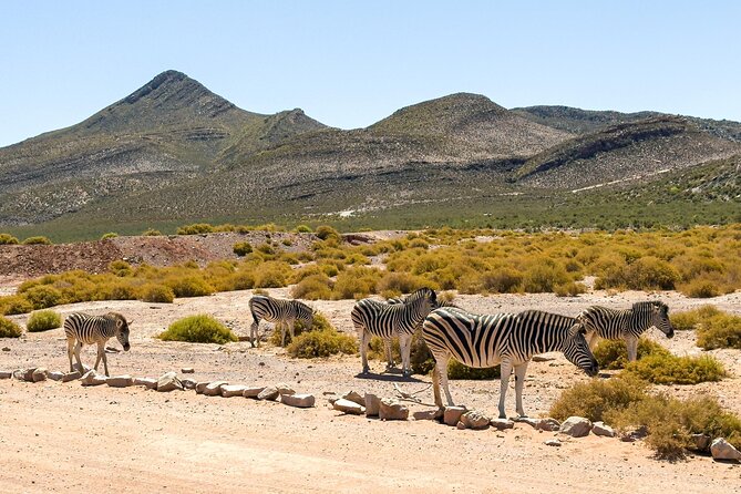 Cape Town Aquila Private Game Reserve Big Five Safari Adventure - How the guide experience shows up: check-in help, information, and photo support