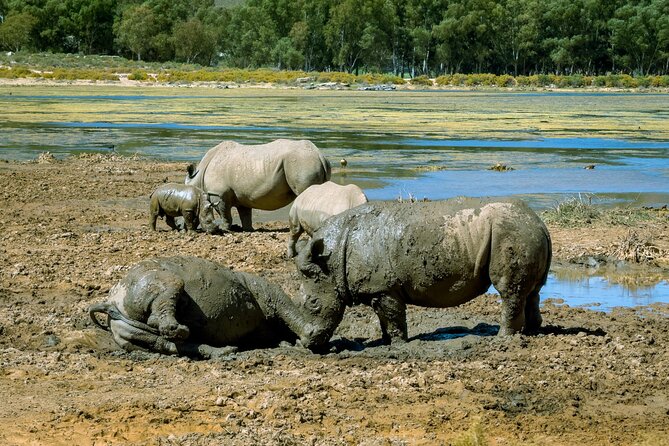 Cape Town Aquila Private Game Reserve Big Five Safari Adventure - Lunch at the reserve: a real break with dietary options