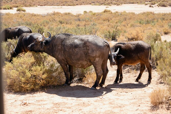 Cape Town Aquila Private Game Reserve Big Five Safari Adventure - Price and value: is $319.78 per person a fair deal?