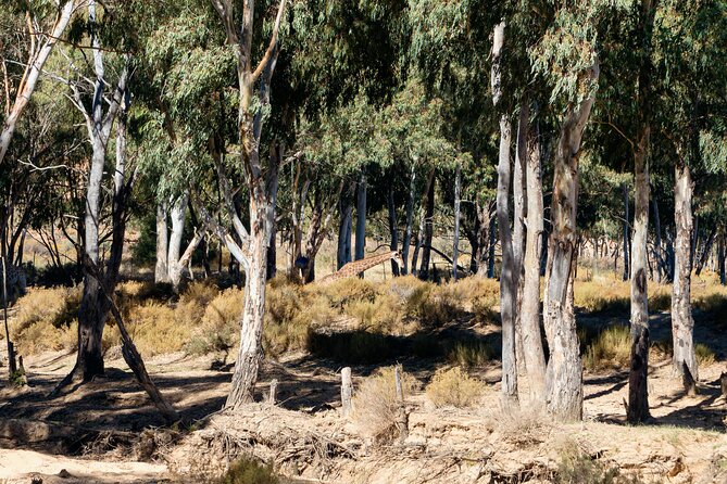 Cape Town Aquila Private Game Reserve Big Five Safari Adventure - What to pack and how to prepare for this safari day