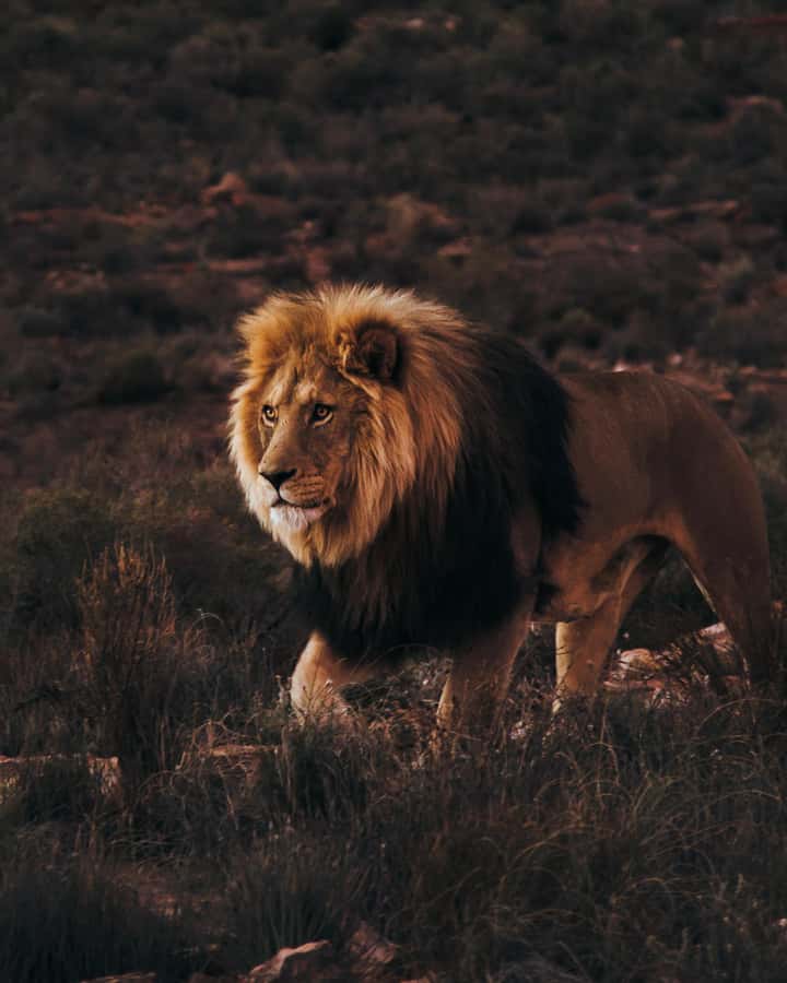 Cape Town: Aquila Reserve Safari with Lunch and Winery Visit - Key highlights I’d circle first